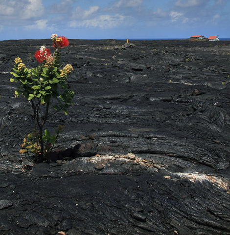 An ʻohiʻa lehua tree colonizing a lava flow.